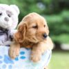 Image of Ian, a Golden Retriever puppy