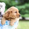 Image of Ian, a Golden Retriever puppy