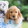 Image of Ian, a Golden Retriever puppy