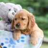 Image of Ian, a Golden Retriever puppy