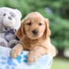 Image of Ian, a Golden Retriever puppy