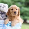 Image of Ian, a Golden Retriever puppy