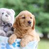 Image of Ian, a Golden Retriever puppy