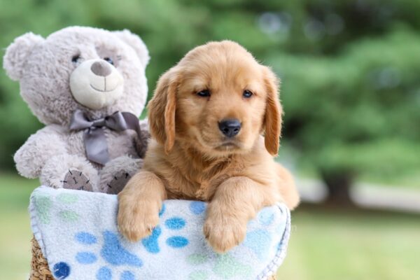 Image of Ian, a Golden Retriever puppy