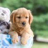 Image of Ian, a Golden Retriever puppy