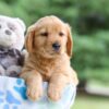 Image of Ian, a Golden Retriever puppy