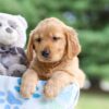 Image of Ian, a Golden Retriever puppy