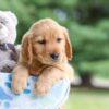 Image of Ian, a Golden Retriever puppy