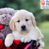 Image of Igor, a Golden Retriever puppy