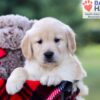 Image of Igor, a Golden Retriever puppy