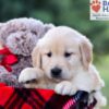 Image of Igor, a Golden Retriever puppy