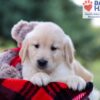 Image of Indie, a Golden Retriever puppy