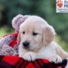 Image of Igor, a Golden Retriever puppy