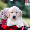 Image of Igor, a Golden Retriever puppy