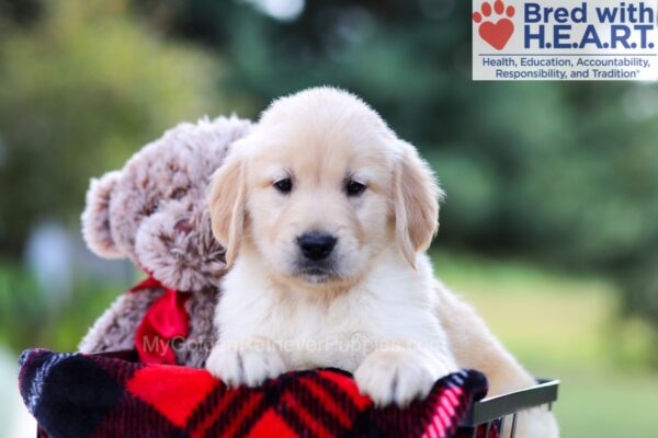 Image of Igor, a Golden Retriever puppy