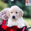 Image of Igor, a Golden Retriever puppy