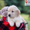 Image of Igor, a Golden Retriever puppy