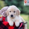 Image of Igor, a Golden Retriever puppy