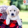 Image of Ike, a Golden Retriever puppy