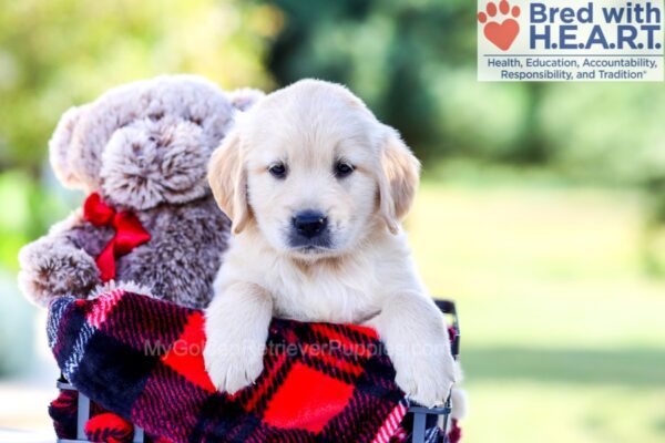 Image of Ike, a Golden Retriever puppy