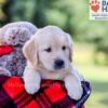 Image of Ike, a Golden Retriever puppy