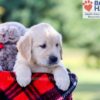 Image of Ike, a Golden Retriever puppy