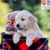 Image of Ike, a Golden Retriever puppy