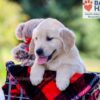 Image of Ike, a Golden Retriever puppy