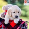 Image of Ike, a Golden Retriever puppy