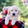 Image of Ike, a Golden Retriever puppy