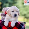 Image of Ike, a Golden Retriever puppy