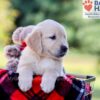 Image of Ike, a Golden Retriever puppy