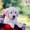 Image of Ike, a Golden Retriever puppy