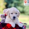 Image of Ike, a Golden Retriever puppy