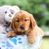 Image of Indigo, a Golden Retriever puppy