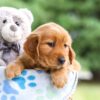 Image of Indigo, a Golden Retriever puppy