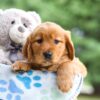 Image of Indigo, a Golden Retriever puppy