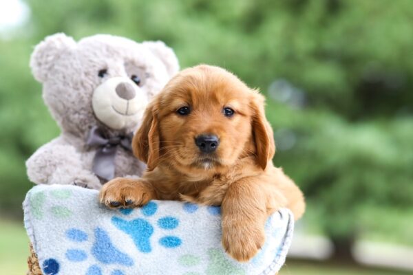 Image of Indigo, a Golden Retriever puppy