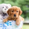 Image of Indigo, a Golden Retriever puppy