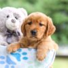 Image of Indigo, a Golden Retriever puppy