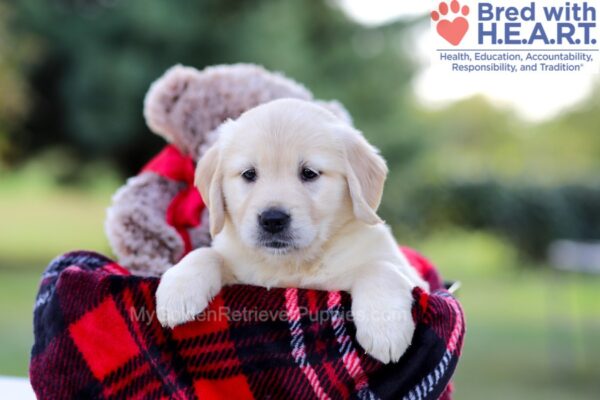 Image of Iris, a Golden Retriever puppy