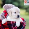 Image of Iris, a Golden Retriever puppy