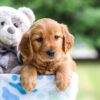 Image of Iris, a Golden Retriever puppy