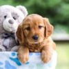 Image of Iris, a Golden Retriever puppy