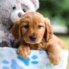 Image of Iris, a Golden Retriever puppy