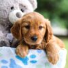 Image of Iris, a Golden Retriever puppy