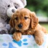 Image of Iris, a Golden Retriever puppy