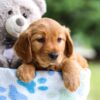 Image of Iris, a Golden Retriever puppy