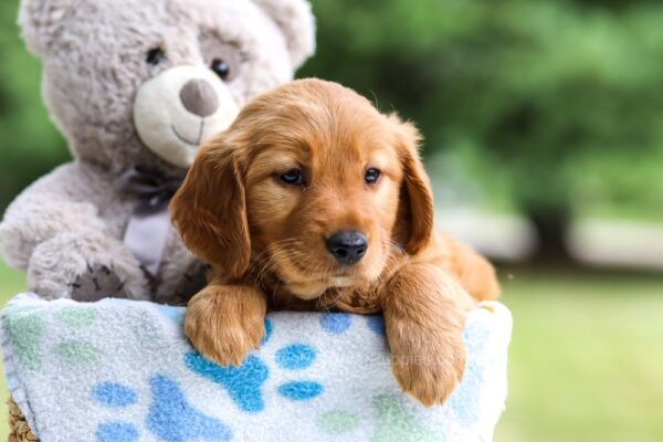 Image of Iris, a Golden Retriever puppy