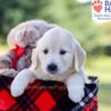 Image of Isabelle, a Golden Retriever puppy